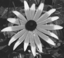 Rudbeckia (Sonnenhut) aus Bienensicht