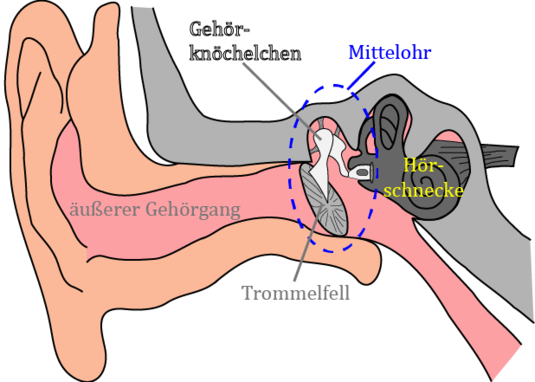 ear